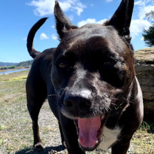 Meet your Posher, Jasmine